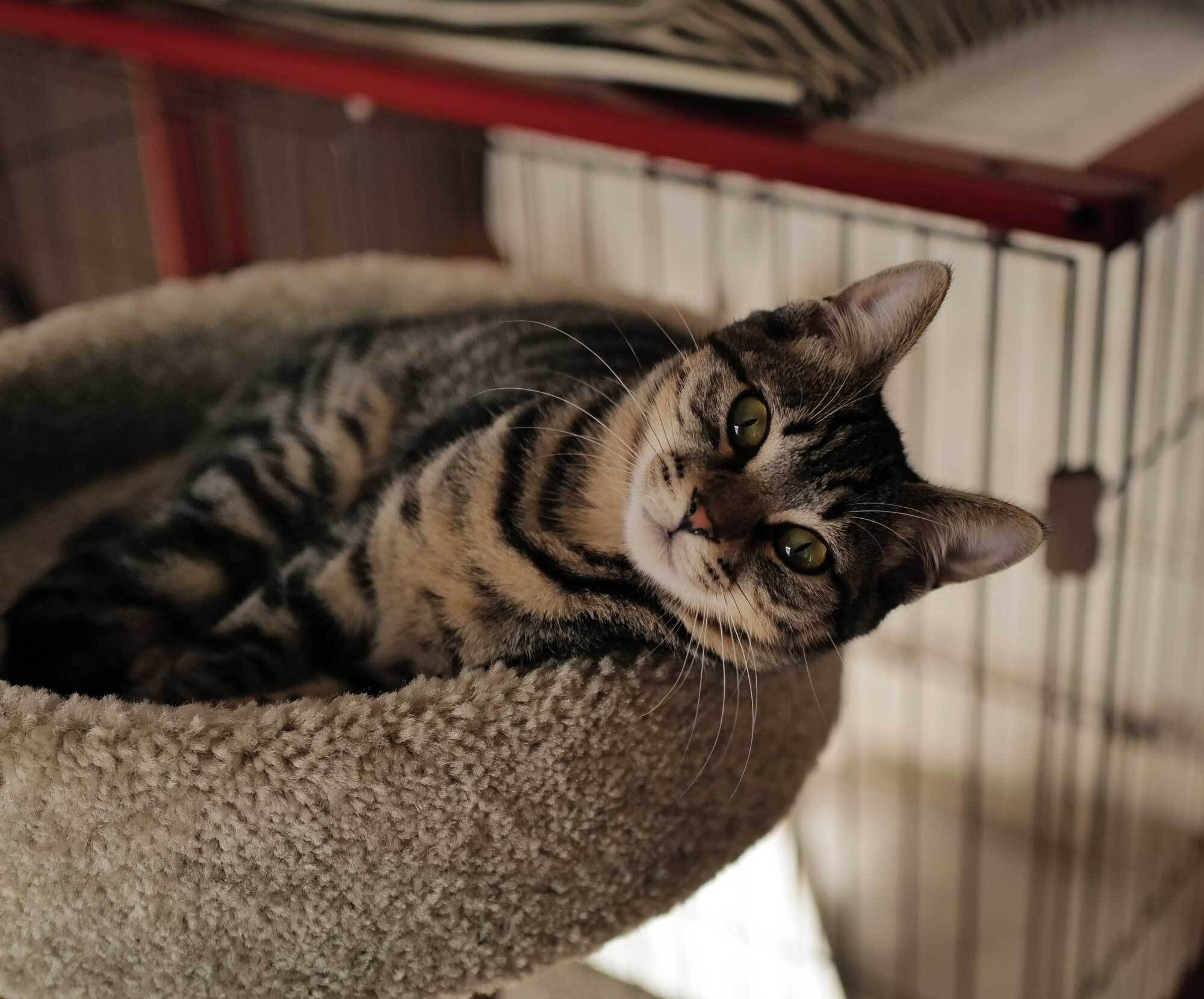 キャットタワーの猫（Leica Q2）